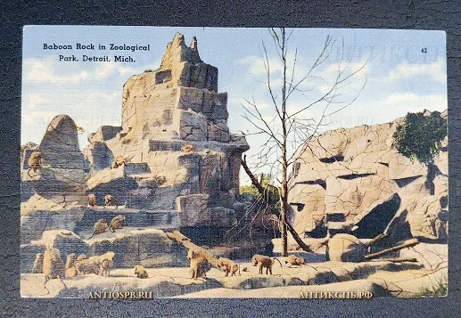 Открытка старинная "Baboon Rock in Zoological Park Detroit" США Детройт Нач. ХХ века №6602